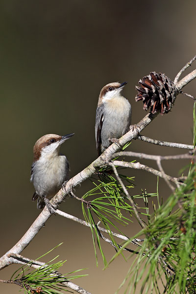 Brown-headed Nuthatch © Russ Chantler